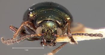 Media type: image;   Entomology 25031 Aspect: head frontal view